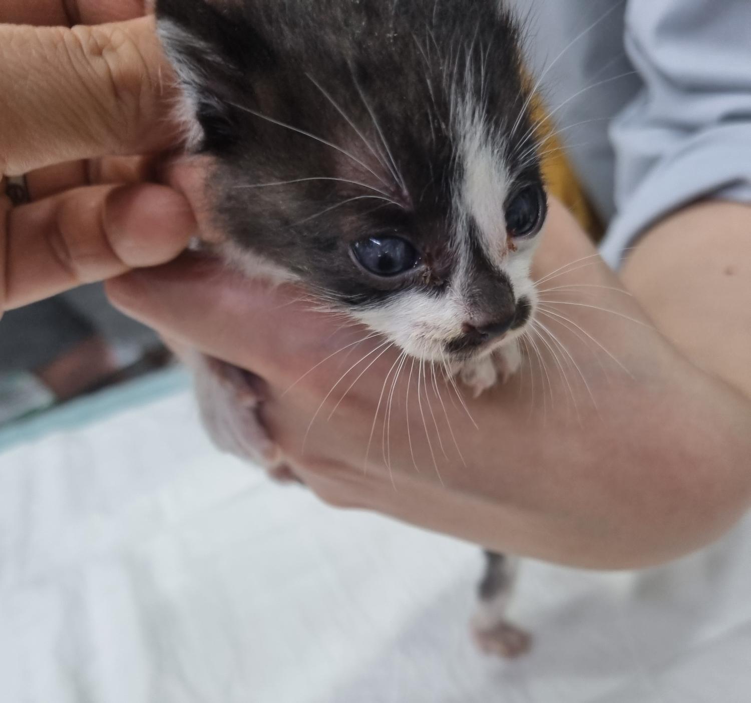 보호중 한국 고양이…
